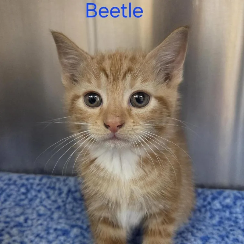 A baby small-sized male Orange / Red Domestic Short Hair cat named Beetle for adoption in Windsor, VA