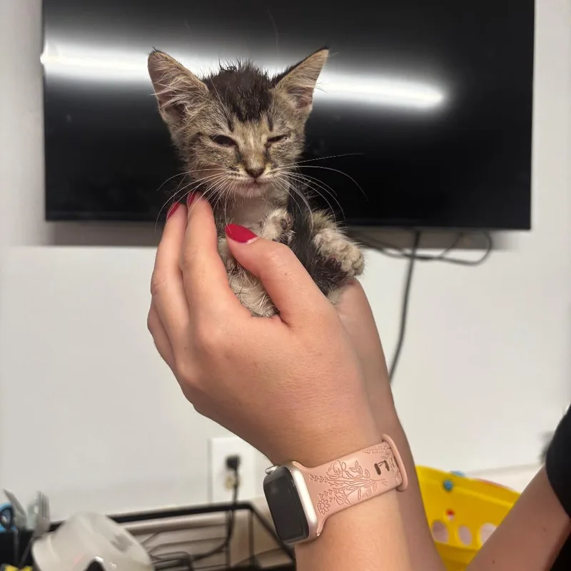 A baby small-sized female Domestic Short Hair cat named Olivine for adoption in Tulsa, OK