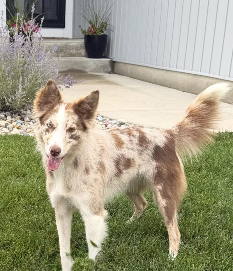 A young medium-sized female Australian Shepherd dog named Dakota for adoption in Ringwood, IL