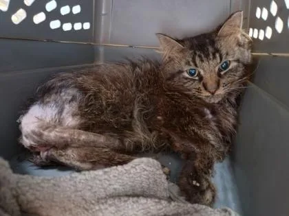 An adult medium-sized male Domestic Medium Hair cat named Hematite for adoption in Westland, MI