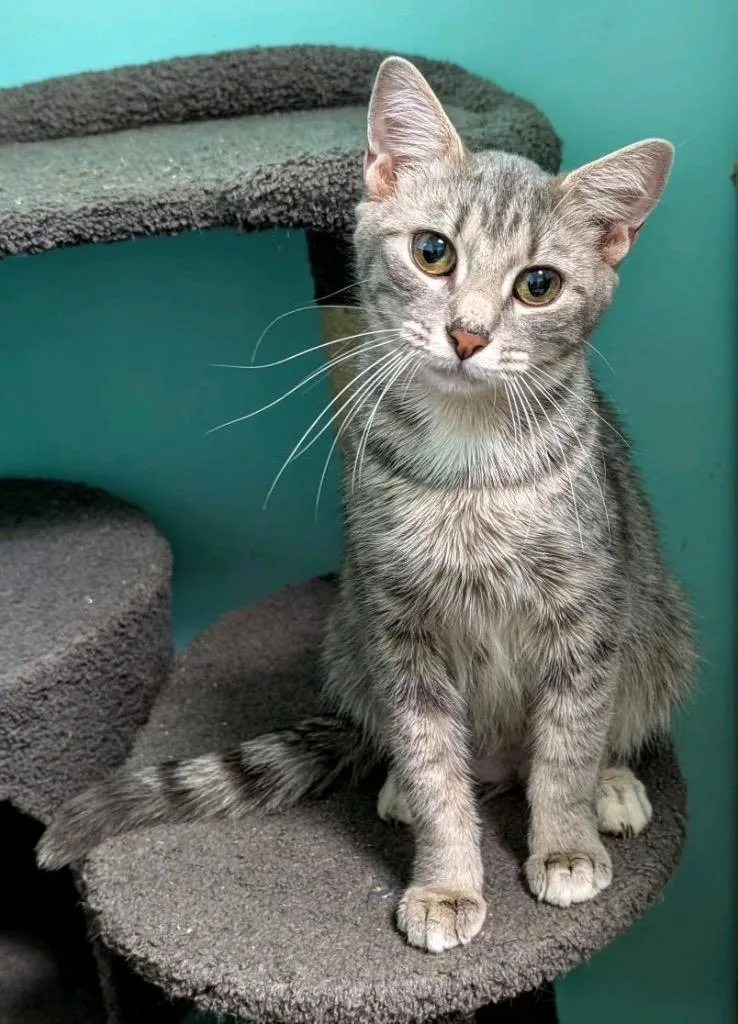 A young medium-sized female Domestic Short Hair cat named Malenia for adoption in Ellijay, GA