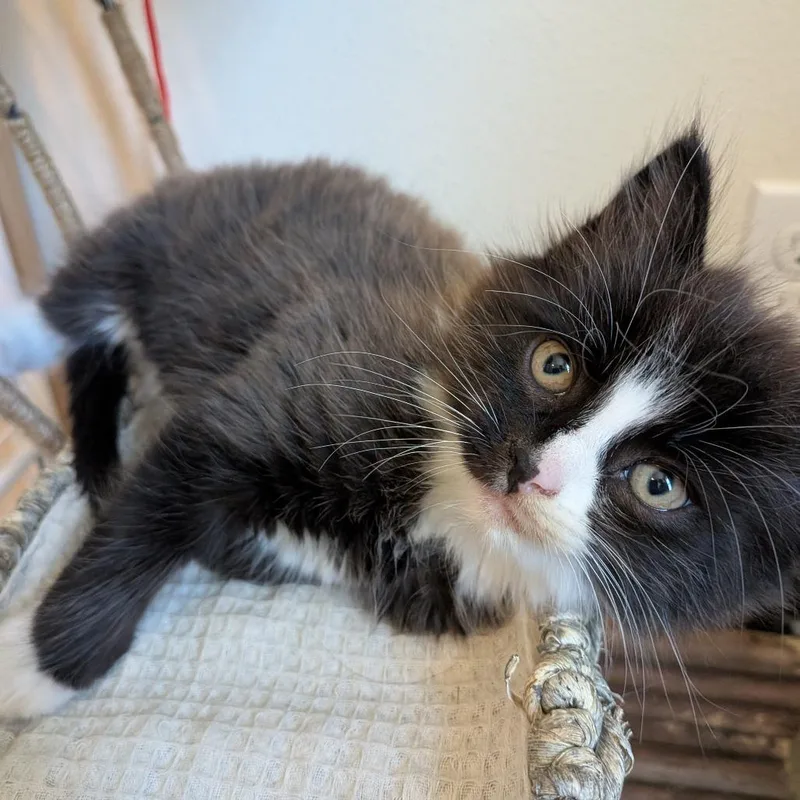 A baby small-sized male Black Domestic Medium Hair cat named Smokey for adoption in Cathlamet, WA
