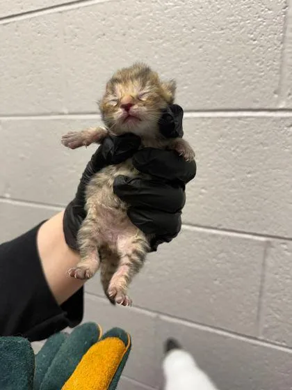 A baby small-sized male Domestic Short Hair cat named Yen for adoption in Sevierville, TN