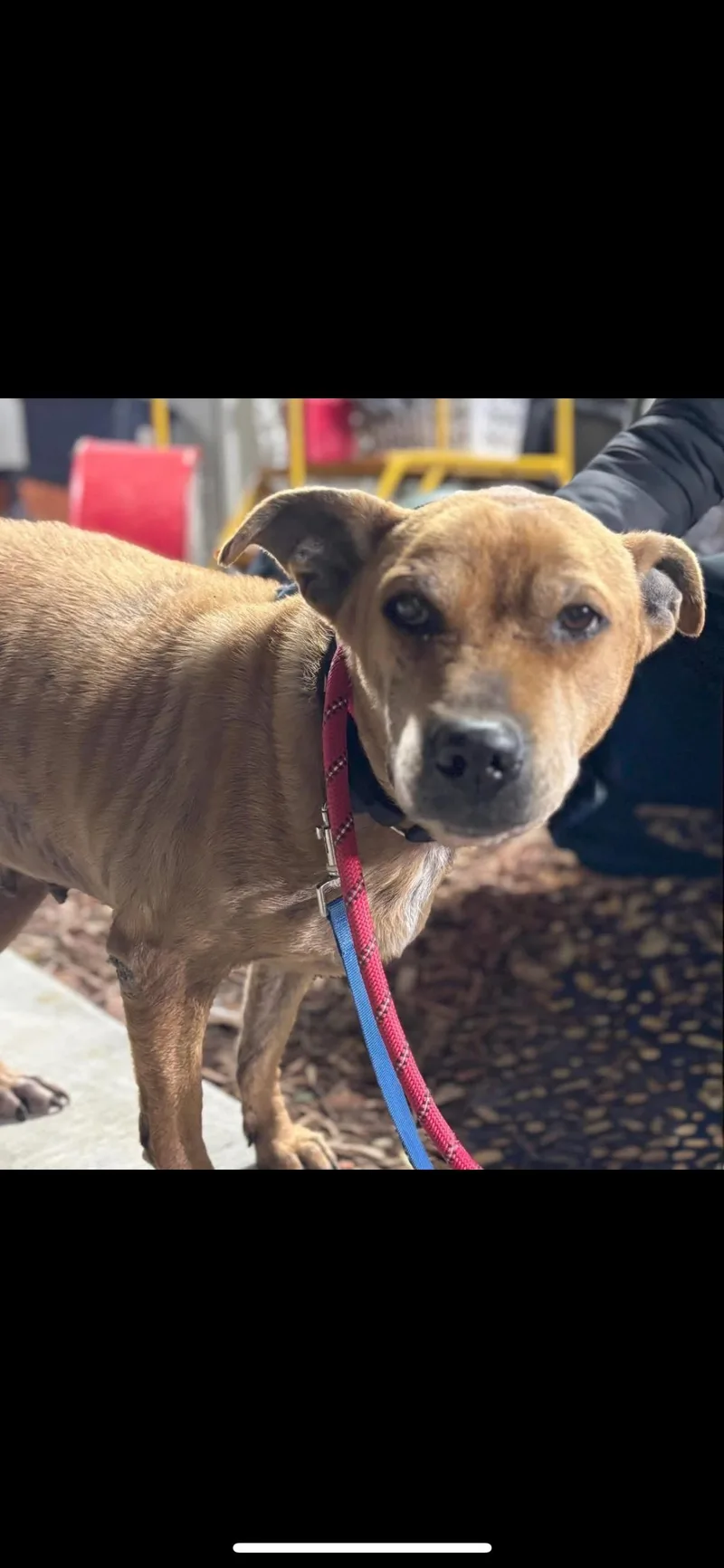 A senior medium-sized female Golden Mixed Breed dog named Aaliyah for adoption in Warren, OH