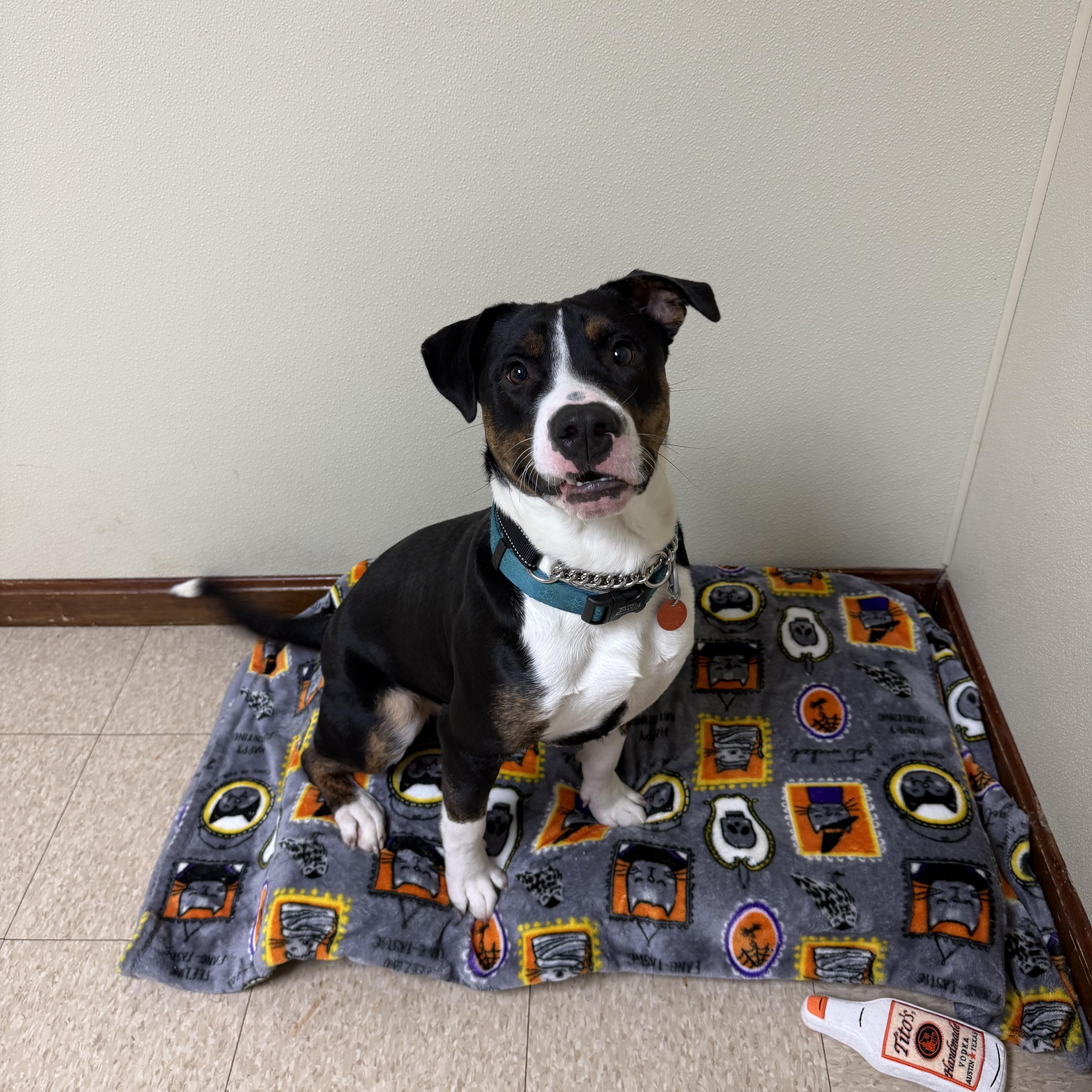 A baby large-sized male Black Mixed Breed dog named Bocephus for adoption in Douglas, MA