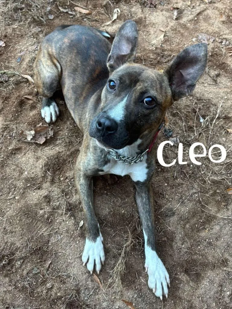 Cleo