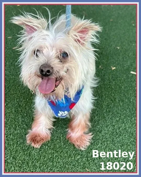 Bentley thumbnail 4