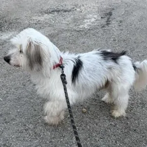 Sammie