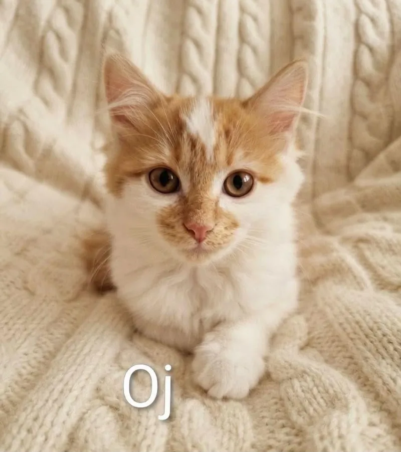 Oj thumbnail 2