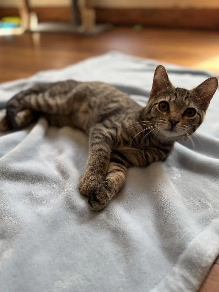 A baby small-sized male Domestic Short Hair cat named Tigerstar for adoption in Dayton, OH