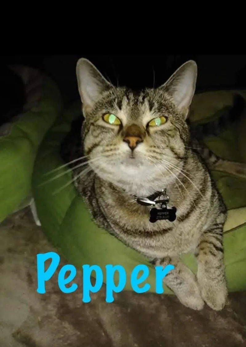 Pepper