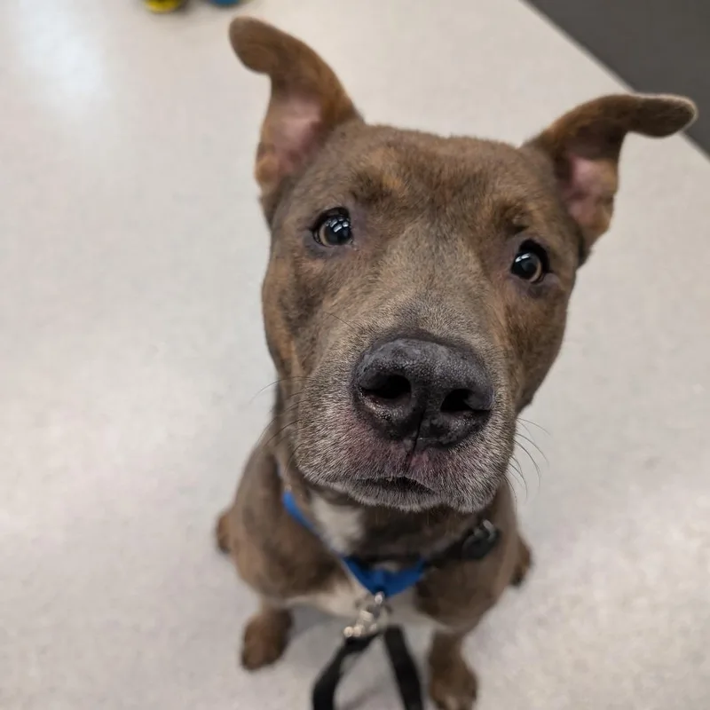 An adult medium-sized male Brindle Mixed Breed dog named Pilot for adoption in Wheeling, IL