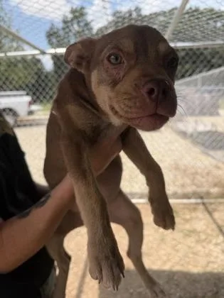 A baby small-sized female Mixed Breed dog named Pinkie for adoption in Barnesville, GA
