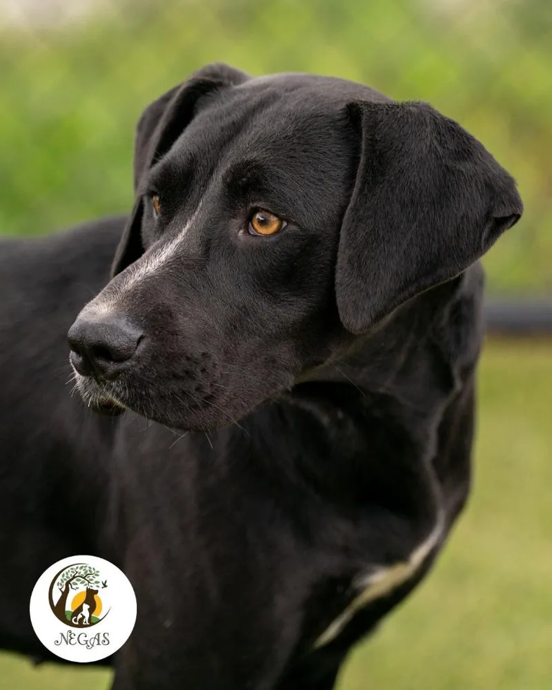 A young large-sized female Labrador Retriever dog named Xena for adoption in Lavonia, GA