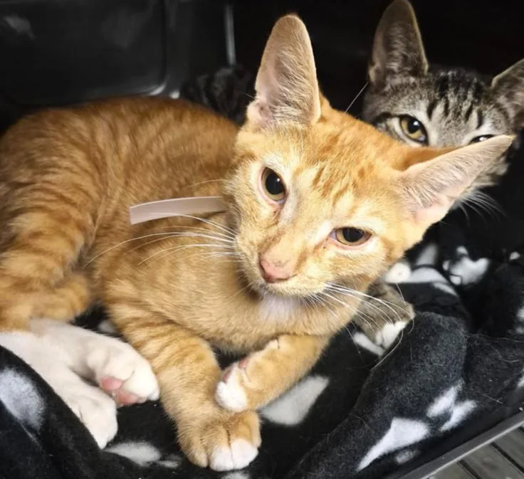 A baby small-sized male Domestic Short Hair cat named Comet for adoption in Houston, TX