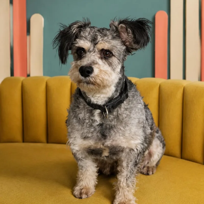 An adult small-sized male Gray / Blue / Silver Miniature Poodle dog named Winston for adoption in Phoenix, AZ