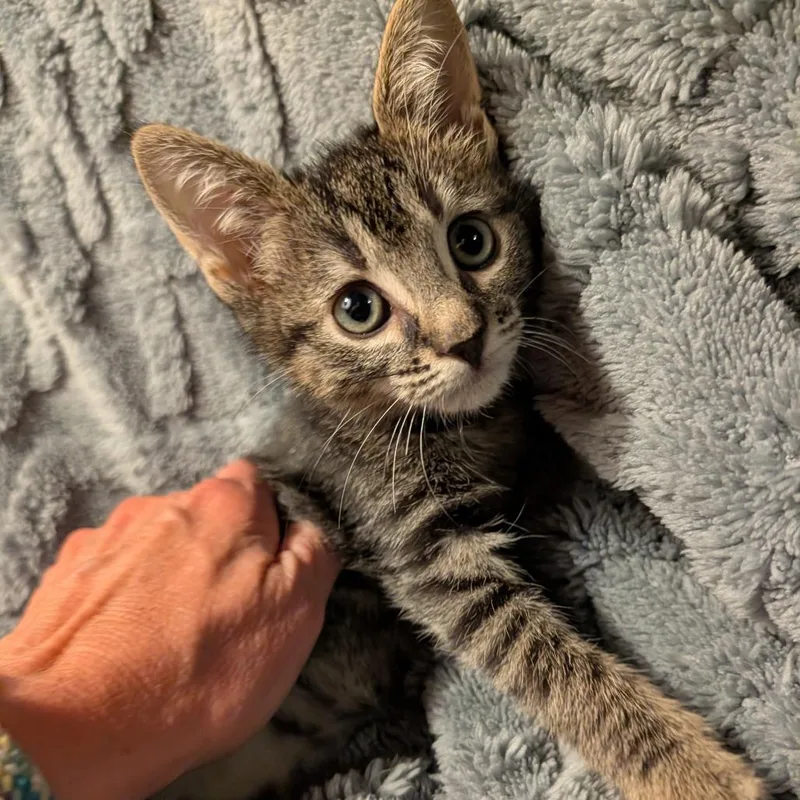 A baby small-sized male Brown / Chocolate Domestic Short Hair cat named Rick for adoption in Columbiana, AL