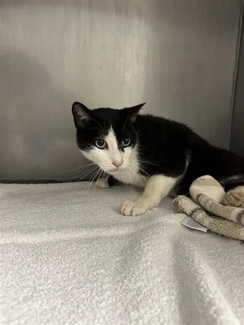 An adult small-sized male Domestic Short Hair cat named Mickey for adoption in Sacramento, CA