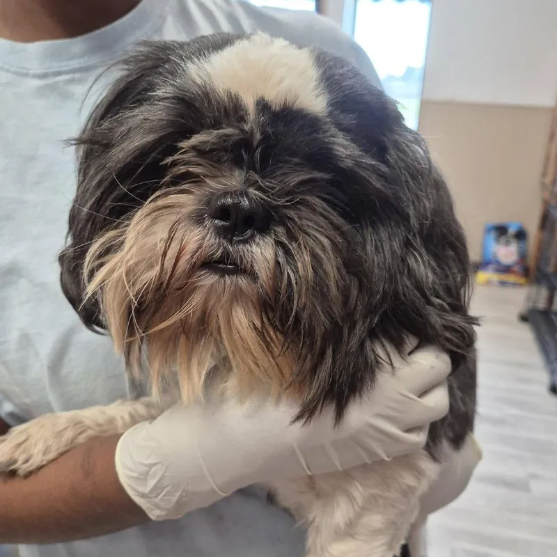 An adult small-sized male White / Cream Shih Tzu dog named Alfie for adoption in Cleveland, MS