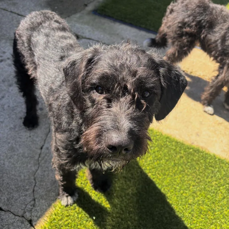 A young medium-sized male Black Wirehaired Terrier dog named Saturn for adoption in Point Richmond, CA