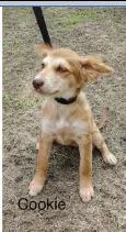 A baby medium-sized female Terrier dog named Cookie for adoption in West Bloomfield, MI