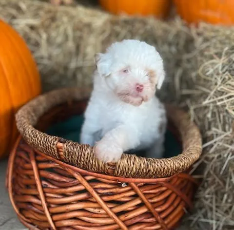 A baby small-sized female Miniature Poodle dog named Latte for adoption in Belmont, NY
