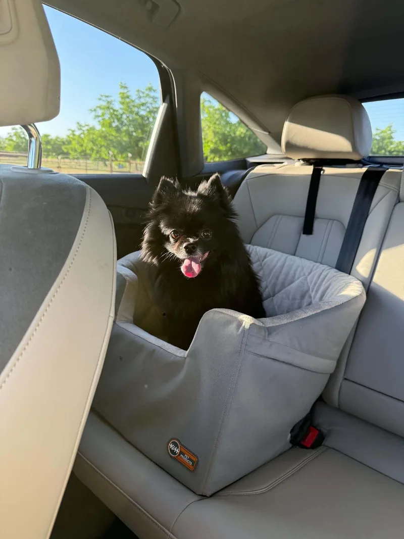 An adult small-sized female Black Pomeranian dog named Truffles for adoption in Clovis, CA