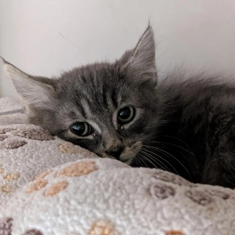 A baby small-sized male Domestic Long Hair cat named Pumpkin for adoption in Tacoma, WA