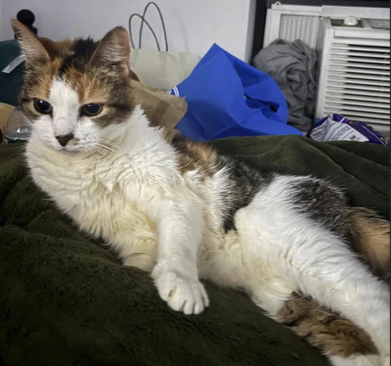 A young medium-sized female Calico Domestic Short Hair cat named Dulce for adoption in New York, NY