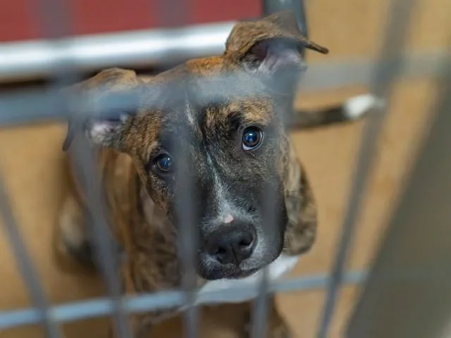 A baby small-sized female Pit Bull Terrier dog named Lily for adoption in Martinez, CA