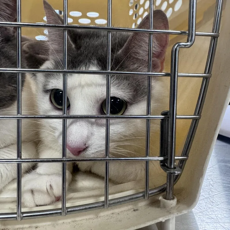 An adult small-sized female Gray / Blue / Silver Domestic Short Hair cat named Popeye for adoption in Newark, NJ