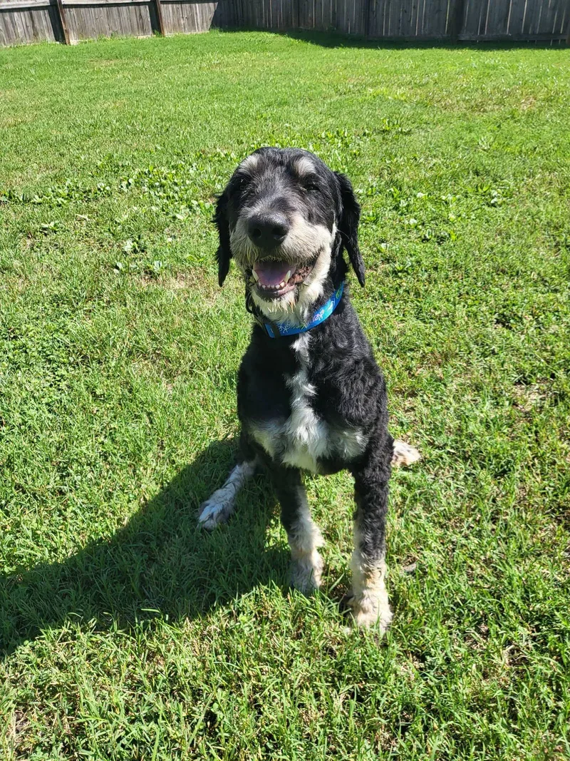 A young large-sized male Black Bernedoodle dog named Mojito for adoption in Salisbury, NC
