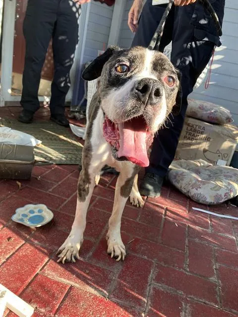An adult medium-sized male Mixed Breed dog named Manchasmoose for adoption in Dallas, TX