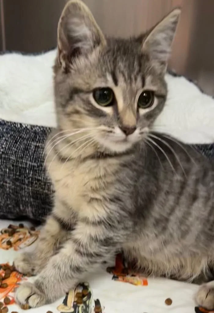 A baby medium-sized male Domestic Short Hair cat named Butterfinger for adoption in Logan, UT