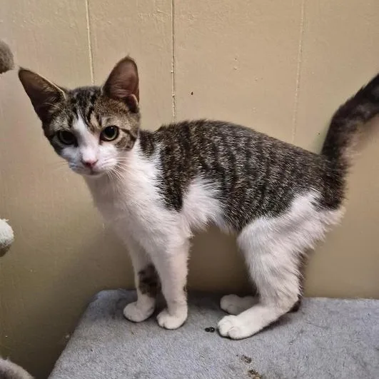A young medium-sized female Tabby (Gray / Blue / Silver) Domestic Short Hair cat named Gorgonzola for adoption in Stuart, VA