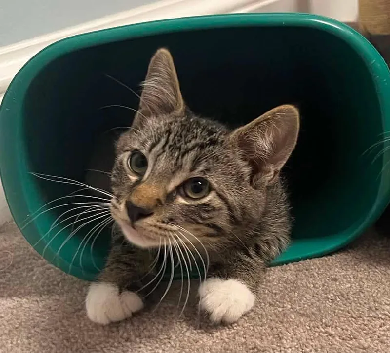 A baby medium-sized male Tabby (Tiger Striped) Domestic Short Hair cat named Bobert for adoption in Breinigsville, PA
