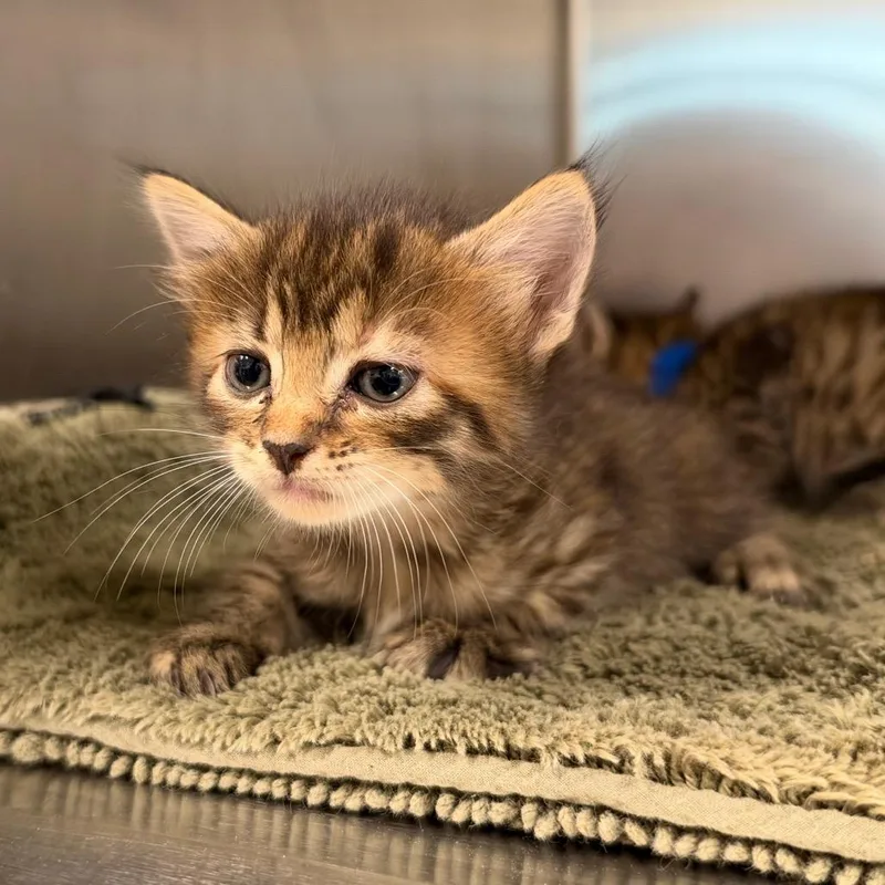 A baby small-sized male Brown / Chocolate Domestic Short Hair cat named Casper for adoption in League City, TX