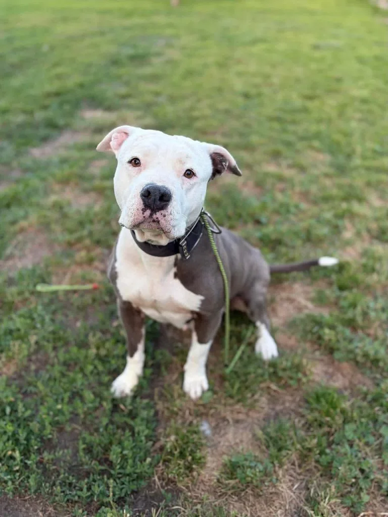 An adult large-sized female Gray / Blue / Silver Pit Bull Terrier dog named Marshmallow for adoption in Shingle Springs, CA