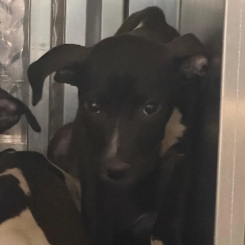 A baby small-sized female Pit Bull Terrier dog named Skittles for adoption in Greensboro, NC