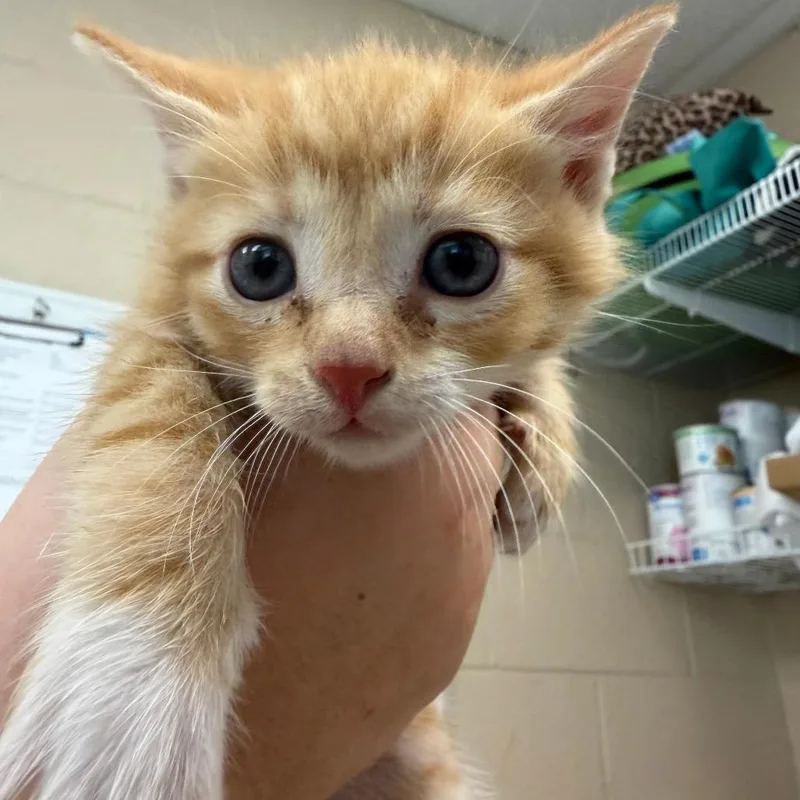 A baby small-sized male Orange / Red Domestic Short Hair cat named Sherman for adoption in Troy, VA