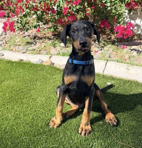A baby medium-sized male Doberman Pinscher dog named Rajah for adoption in Henderson, NV