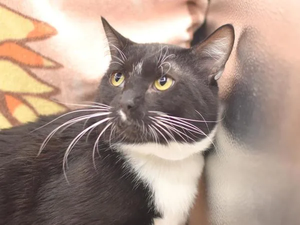 A young medium-sized male Domestic Short Hair cat named Page for adoption in Portland, OR