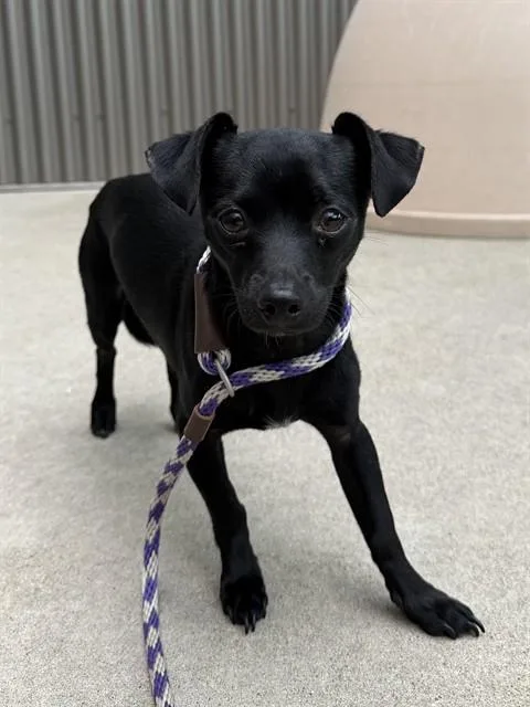 A young small-sized male Chihuahua dog named Sailor for adoption in Sacramento, CA