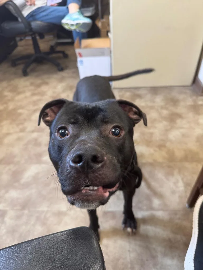 A young medium-sized male Pit Bull Terrier dog named Howley Mandel for adoption in Springfield, OH