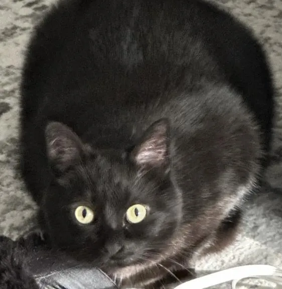 An adult medium-sized female Black Domestic Short Hair cat named Ebony for adoption in Cincinnati, OH
