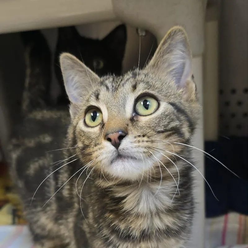 A baby medium-sized male Tabby (Brown / Chocolate) Domestic Short Hair cat named Bucky for adoption in Orange, VA
