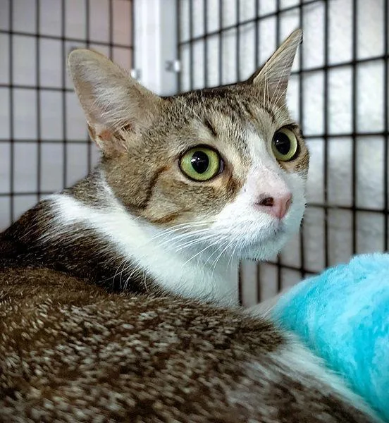 An adult medium-sized female Domestic Short Hair cat named Velvet for adoption in Seal Beach, CA
