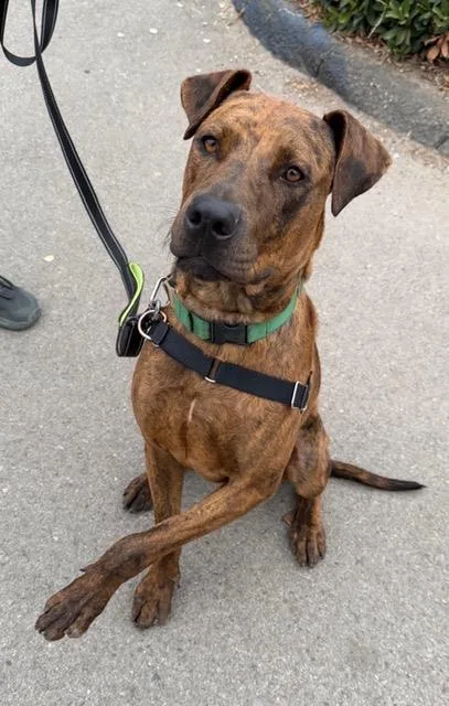 A young large-sized male American Staffordshire Terrier dog named Duke for adoption in Santa Barbara, CA