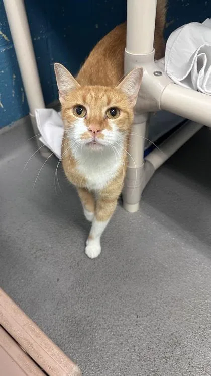 A young medium-sized female Domestic Short Hair cat named Katie for adoption in Dothan, AL