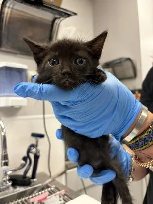 A baby small-sized male Domestic Short Hair cat named Grey Band for adoption in Gastonia, NC